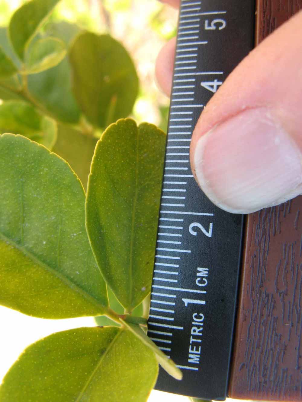              Leaflet (Winter Haven, FL)       